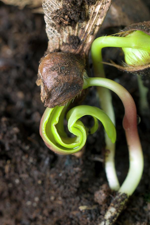 Germinating Sycamore (acer Pseudoplatanus) Seeds Photograph by Dr