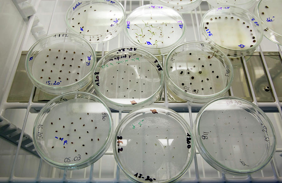 germination experiment method