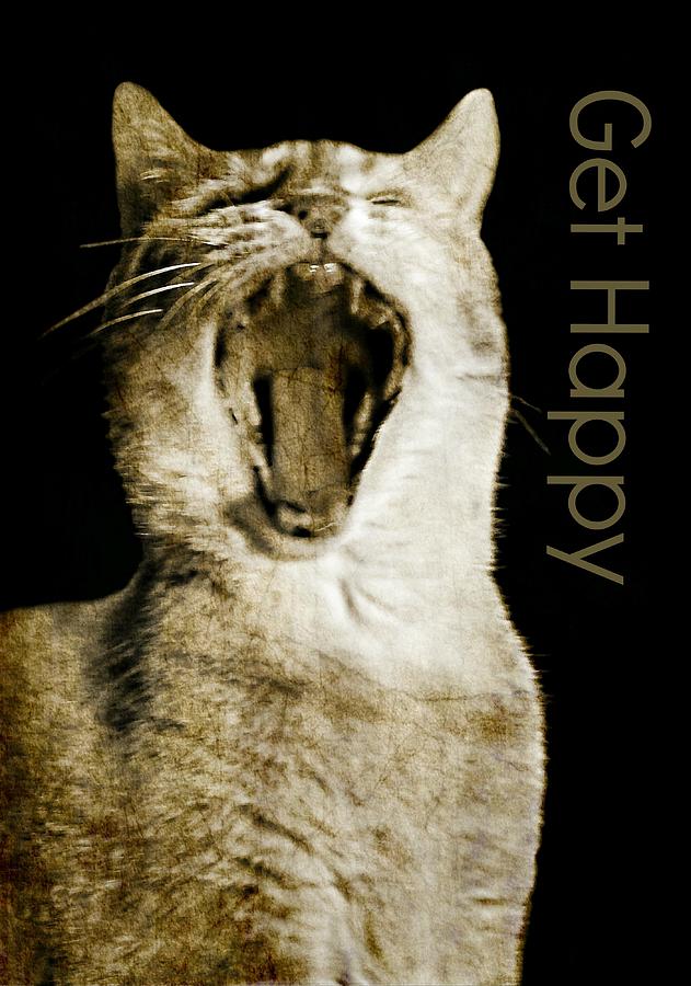 Cat Photograph - Get Happy by Diana Angstadt