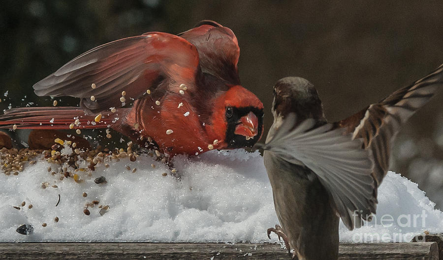 Get Off My Feeder Photograph by Jim Moore