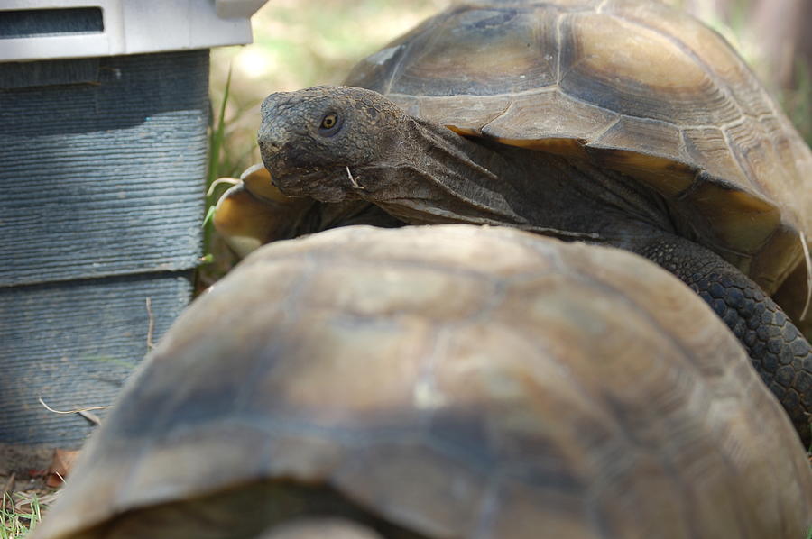 Desert Tortoise Eating Photograph - Get Out of My Way by Linda Brody