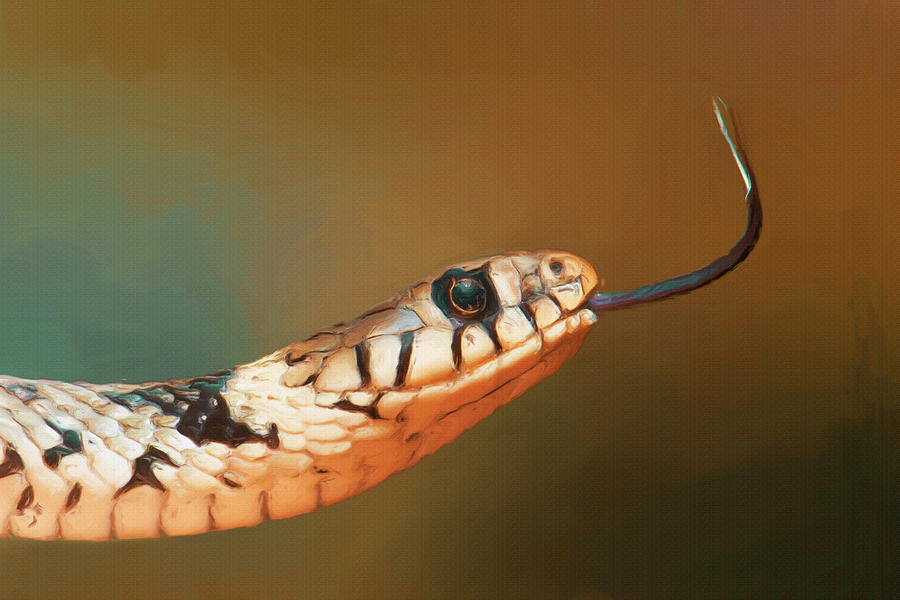 Snake Painting - Get Over Here by Inspirowl Design