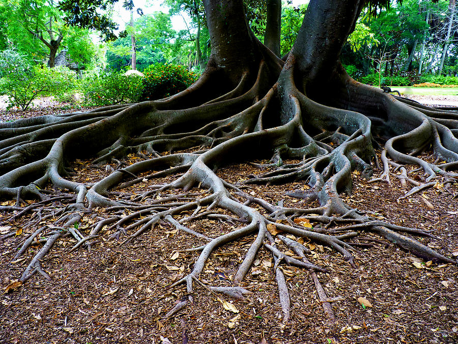 Get to the Root of it Photograph by Susan Duda