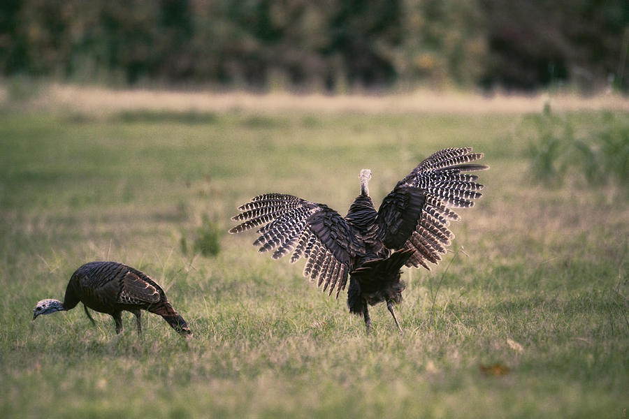 Animal Photograph - Get Up And Dance - Turkey by Jai Johnson