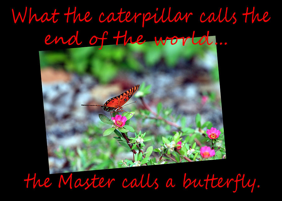Get Well Caterpillar Greeting Card Red Font Photograph by Joseph C Hinson