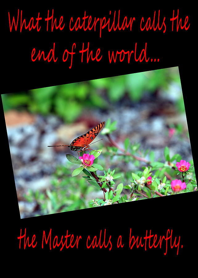 Butterfly Photograph - Get Well Caterpillar Greeting Card Red Font Vertical by Joseph C Hinson