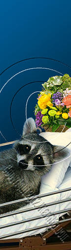 Nature Photograph - Get Well Raccoon # 529 by Jeanette K