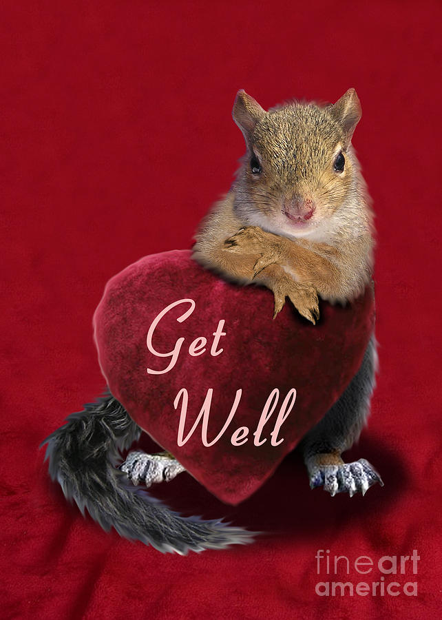 Get Well Squirrel Photograph by Jeanette K