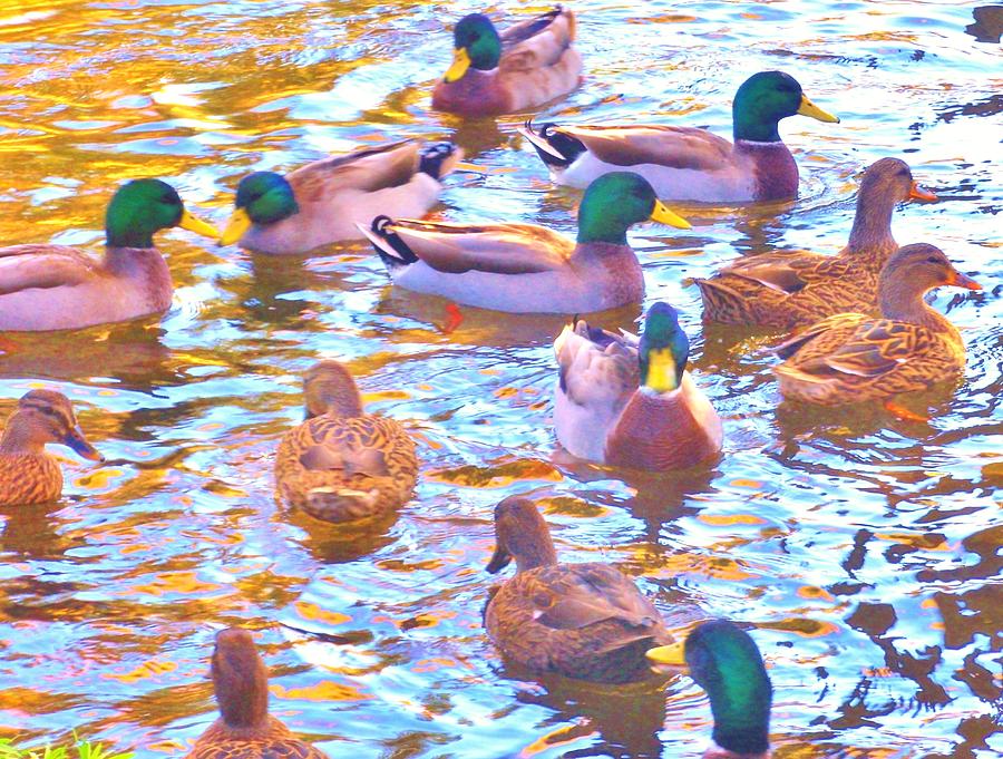 Get Your Ducks In A Row Photograph by Marilyn Diaz
