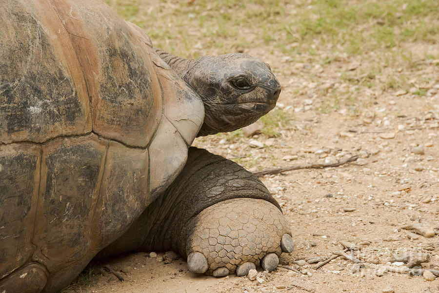 Getting Out of the Shell Photograph by Bob Phillips | Fine Art America