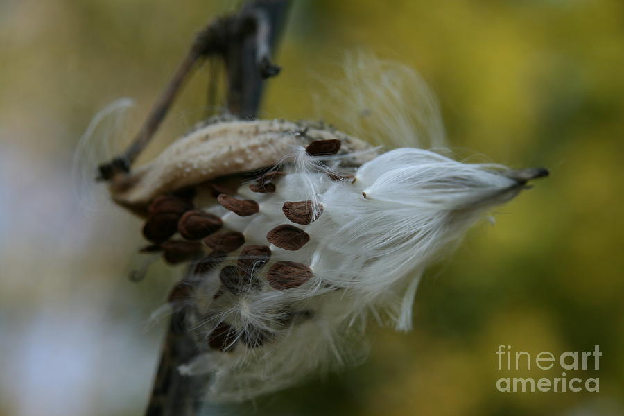 Flower Photograph - Getting Ready for Flight No.3 by Neal Eslinger