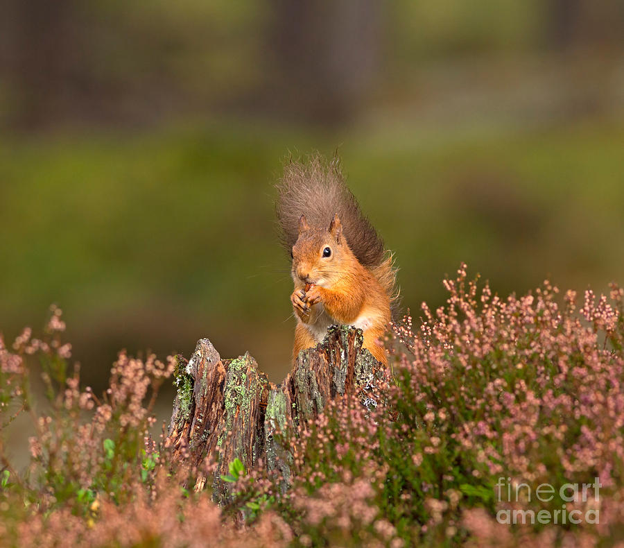 Getting Ready For Winter Photograph by Louise Heusinkveld