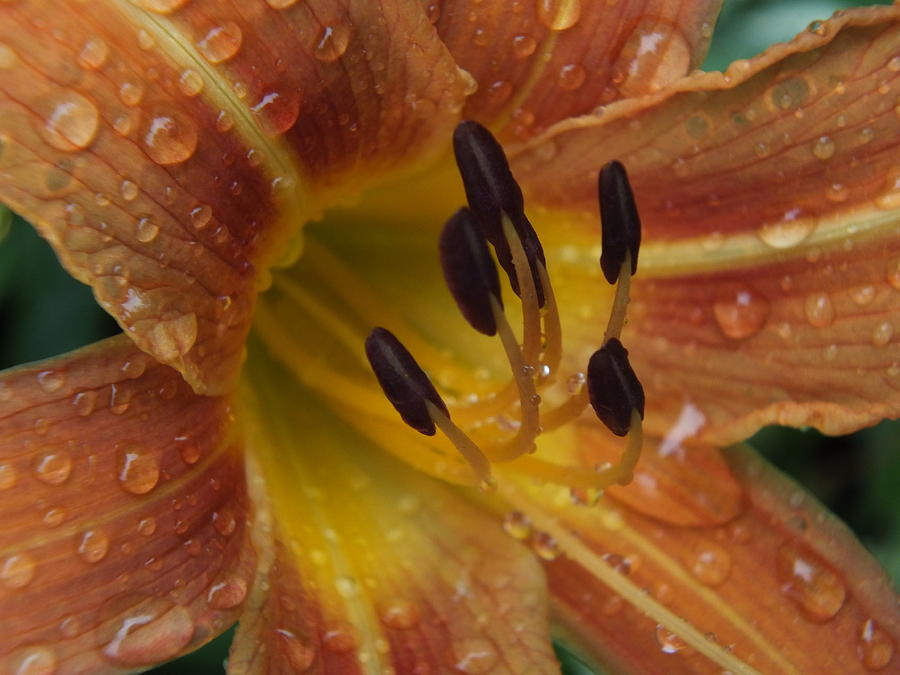 Lily Photograph - Getting Wet by Gene Cyr