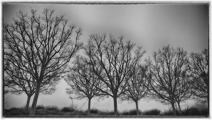 Getty Trees Black and White Photograph by Rosanne Nitti - Fine Art America