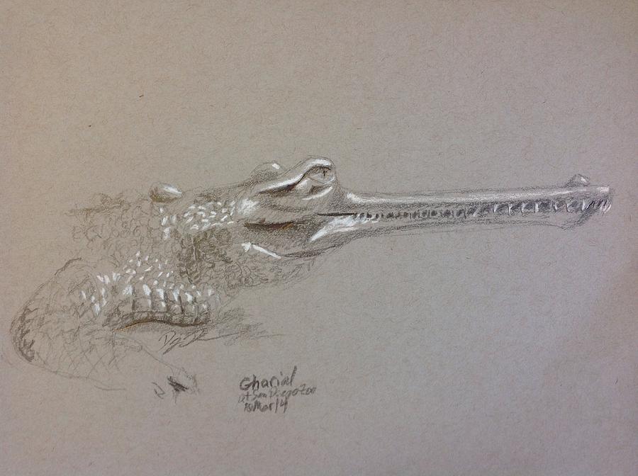 Gharial At The San Diego Zoo Drawing by Donny Johnson