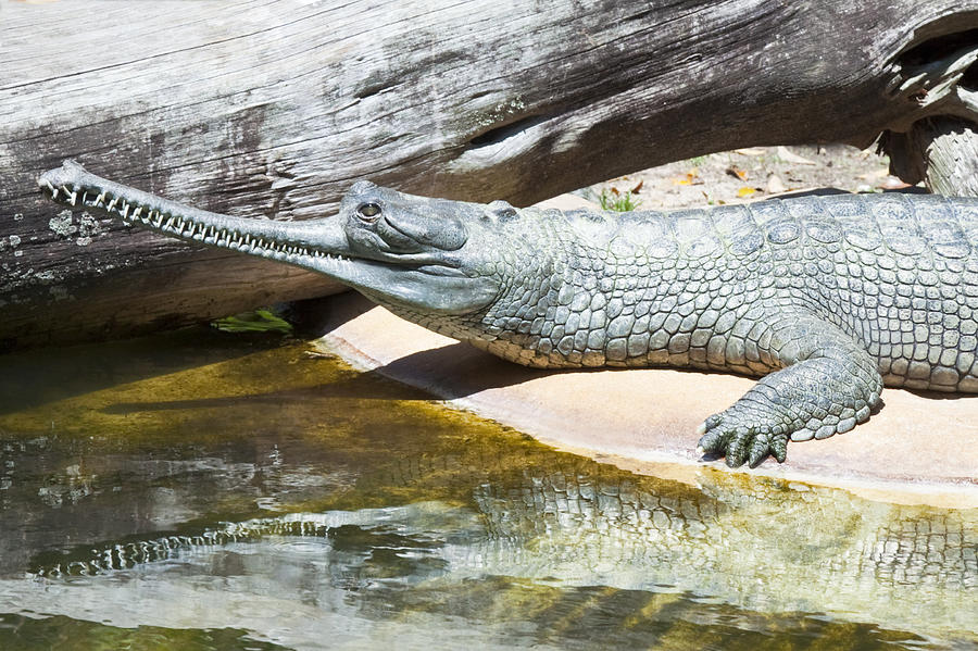 Gharial crocodile Photograph by Ideeone