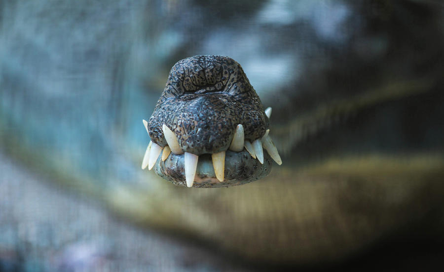 Gharial Crocodile Photograph by Yeshi Zangpo