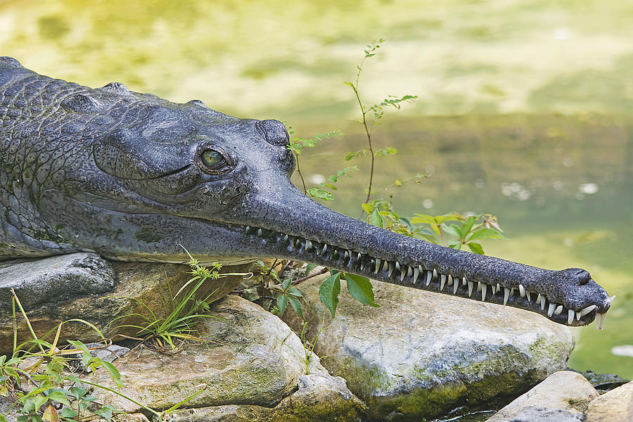 Gharial Photograph by Kenneth Albin