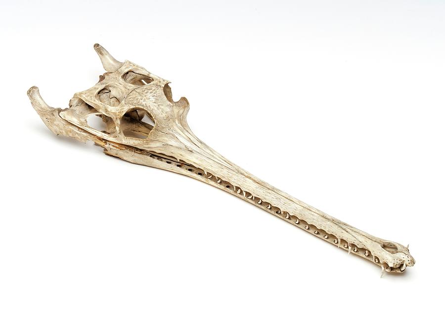 gharial skull