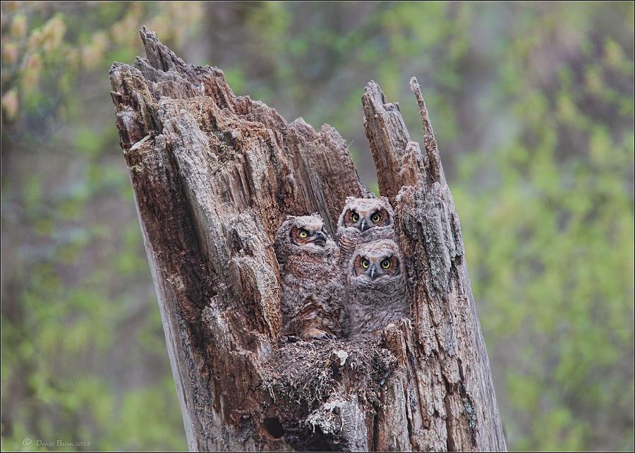 Cuyahoga Valley National Park Photograph - GHO Owlets by Daniel Behm