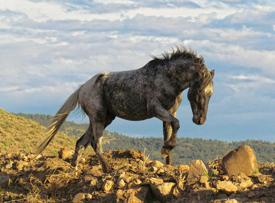 Ghost a Wild Stallion Photograph by Ellen Holcomb - Fine Art America