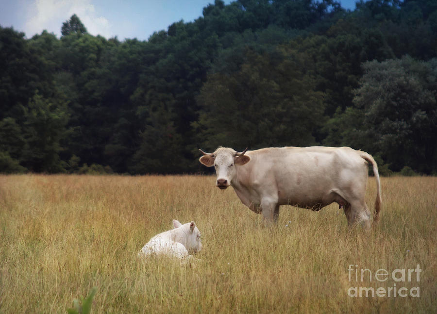 Ghost Cow And Calf Photograph by Beth Ferris Sale
