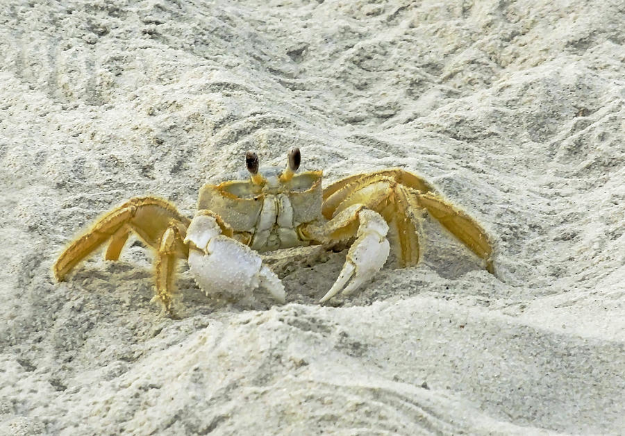 Nature Photograph - Ghost Crab 01 by Terry Shoemaker