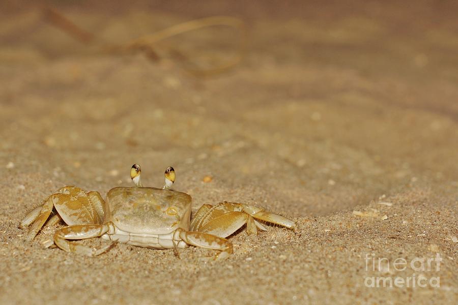 Ghost Crab 2 Photograph by Lynda Dawson-Youngclaus