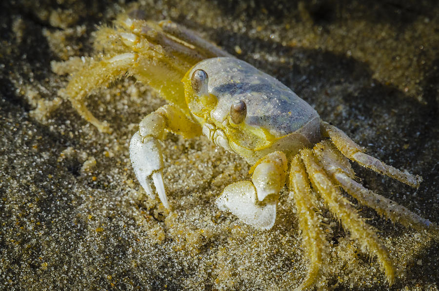Ghost Crab Photograph by Bradley Clay