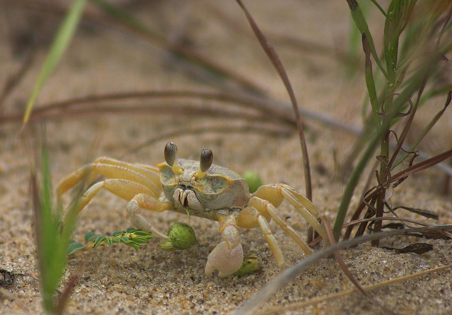 Ghost Crab Photograph by Cindy Haggerty
