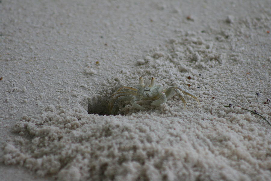 Ghost Crab Photograph by Debbie Cundy