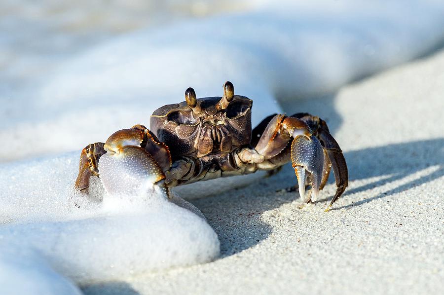 Ghost Crab In The Foam Line Photograph by Peter Chadwick