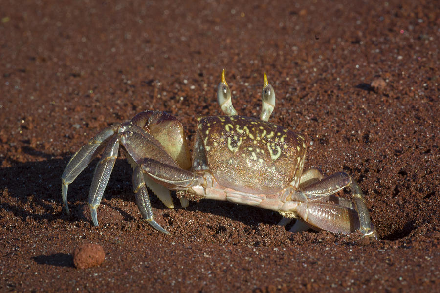 Animal Photograph - Ghost Crab by John Shaw