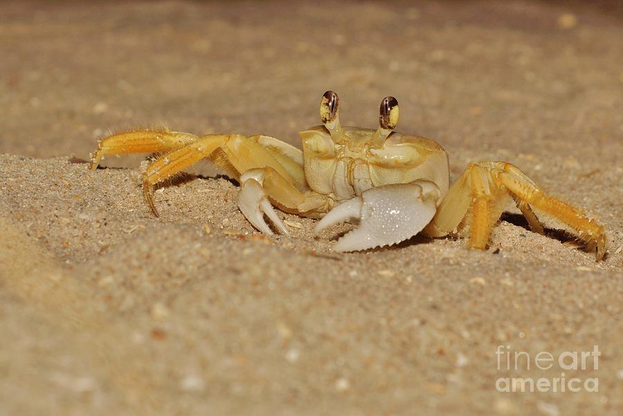 Ghost Crab Photograph by Lynda Dawson-Youngclaus