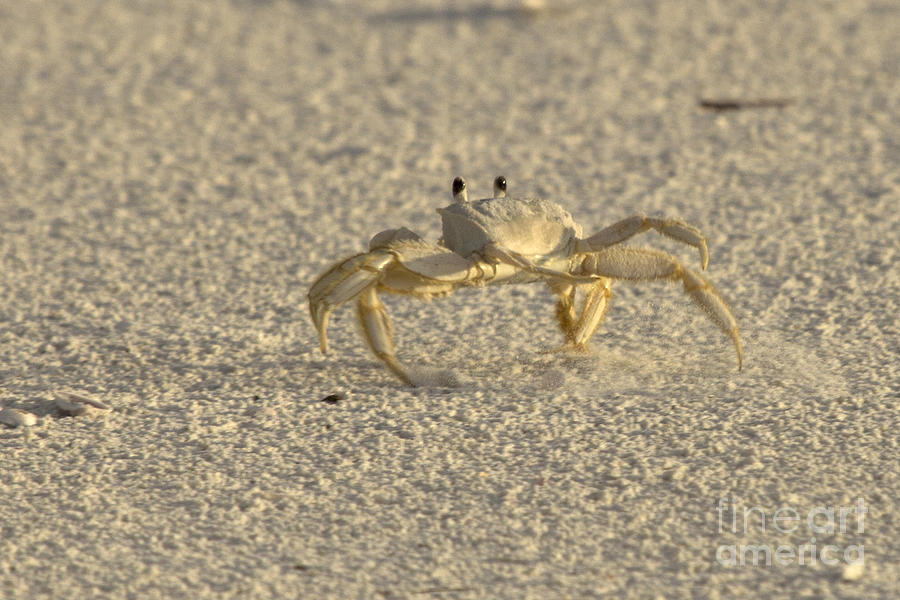 Ghost Crab Photograph by Meg Rousher