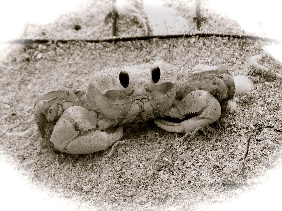 Fish Photograph - Ghost Crab by Melinda Saminski