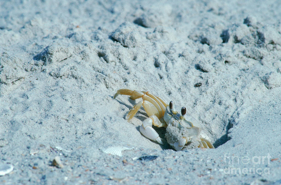 Ghost Crab Photograph by Millard H Sharp