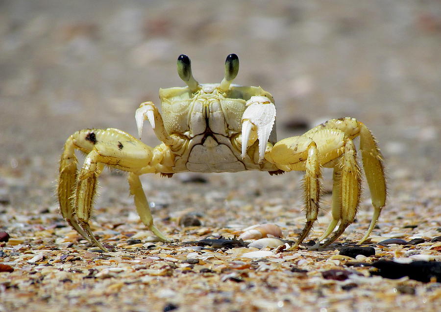 ghost crab