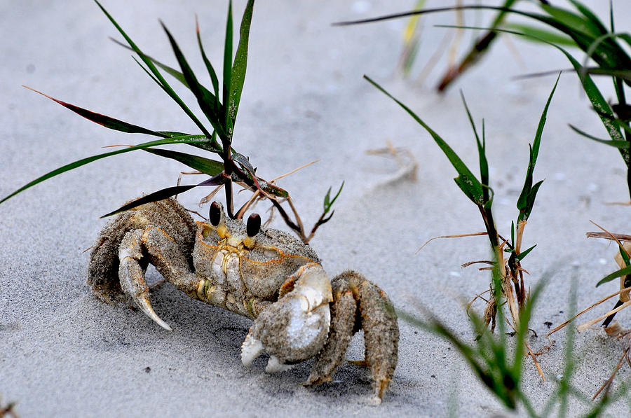 Ghost Crab Photograph by Peter DeFina