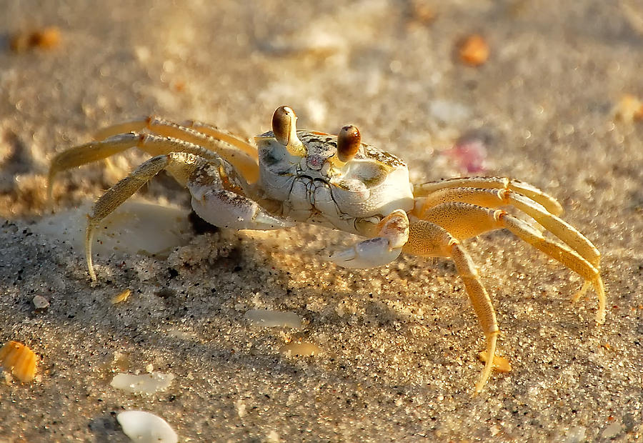 ghost crab ghost crab