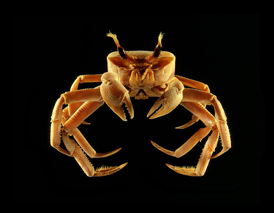 Ghost crab Photograph by Science Photo Library Fine Art America