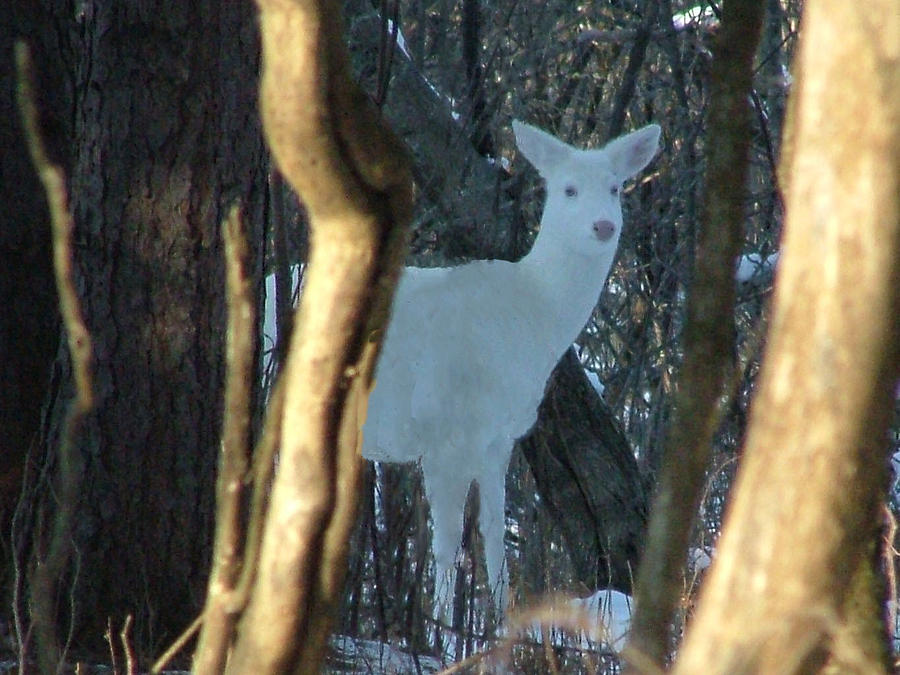 Ghost Deer Digital Art by Mary Dreher - Fine Art America