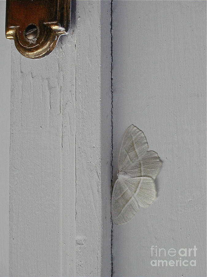Ghost Doorbell Moth Photograph by Christopher Plummer