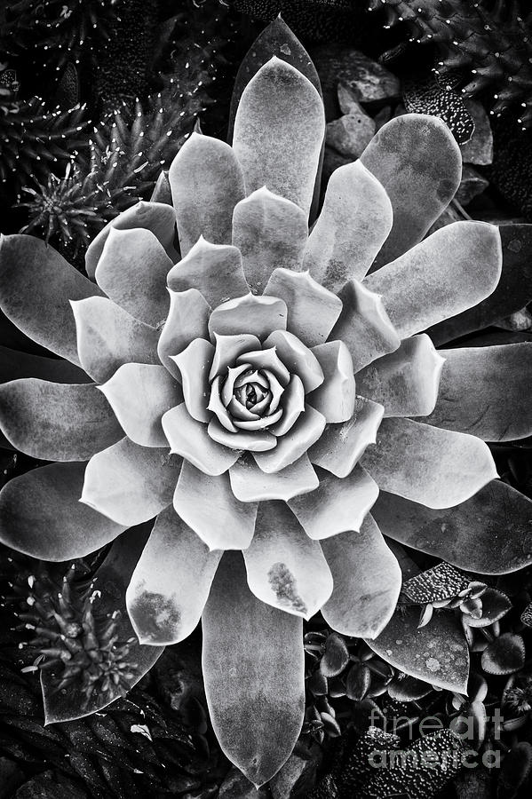 Echeveria Lilacina Photograph - Ghost Echeveria by Tim Gainey Echeveria Lilacina Photograph - Ghost Echeveria by Tim Gainey