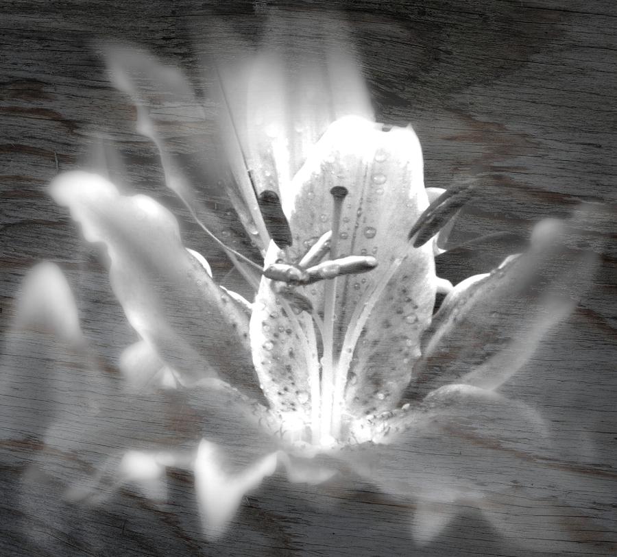 Ghost Flower Photograph by Amanda Eberly