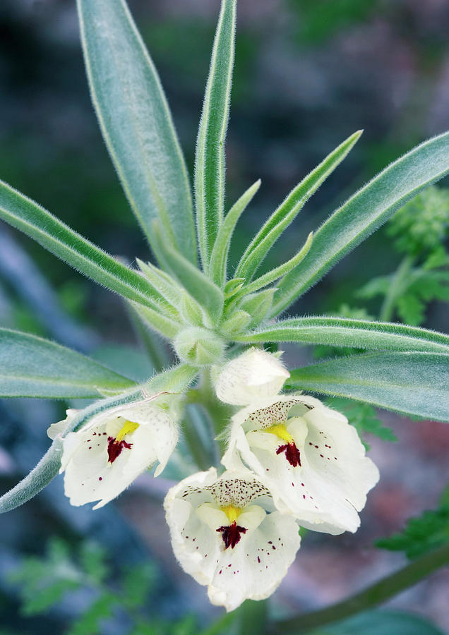 Ghost Flower (mohavea Confertiflora) Photograph by Bob Gibbons/science Photo Library - Fine Art