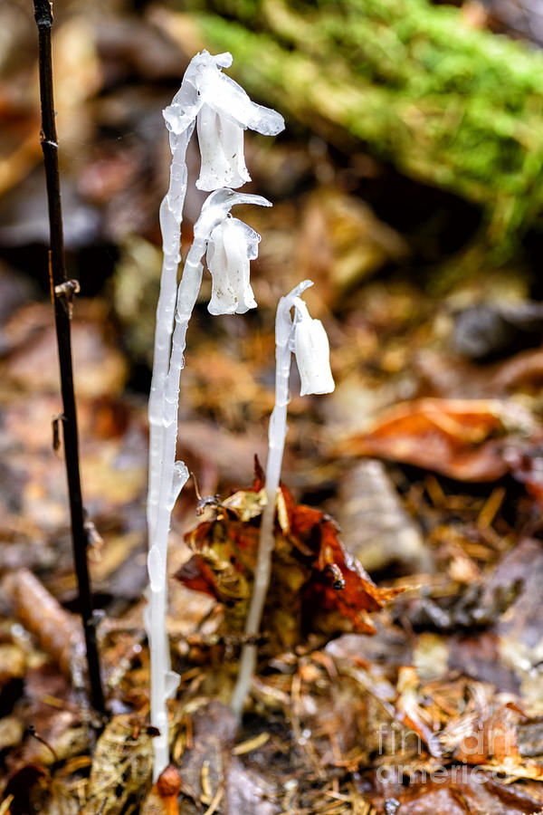 Nature Photograph - Ghost Flower by Thomas R Fletcher