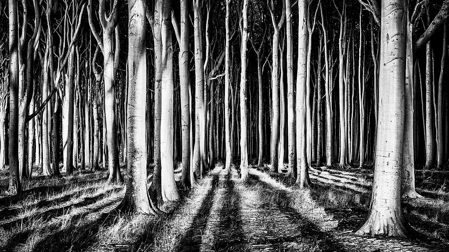 Ghost Forest Photograph by 