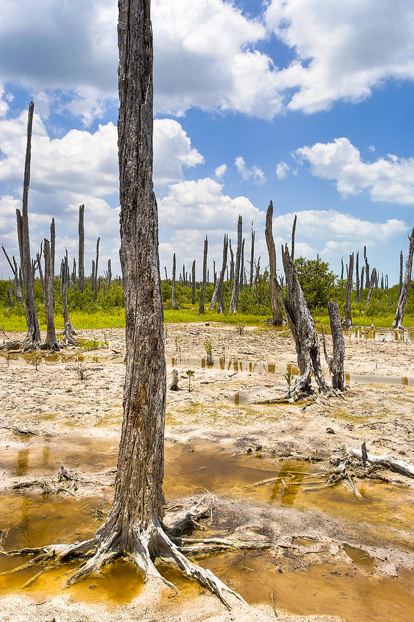 Ghost Forest Of The Yucatan Photograph by Mark Tisdale