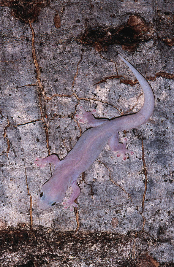Ghost Gecko Photograph by Karl H. Switak